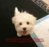 maltese puppy